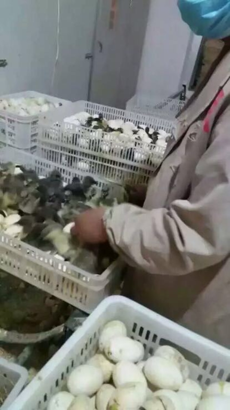 鹅苗250g以下