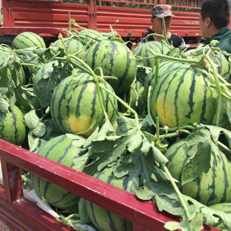 美都甜王西瓜8斤打底8成熟1茬货源充足