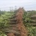 自家育苗基地品种质量保证根系发达种植面积达300亩以上