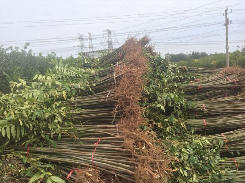 自家育苗基地品种质量保证根系发达种植面积达300亩以上