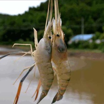 沼虾