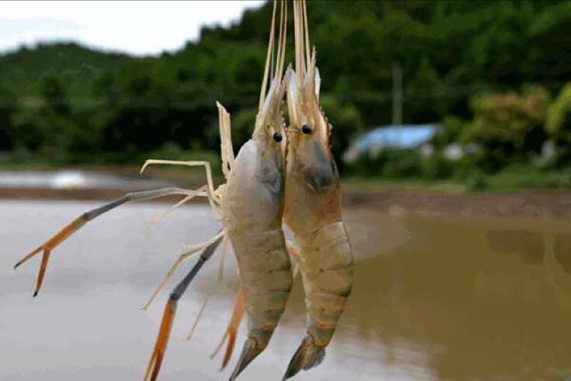 沼虾