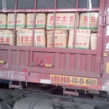 荷兰十五土豆3两以上