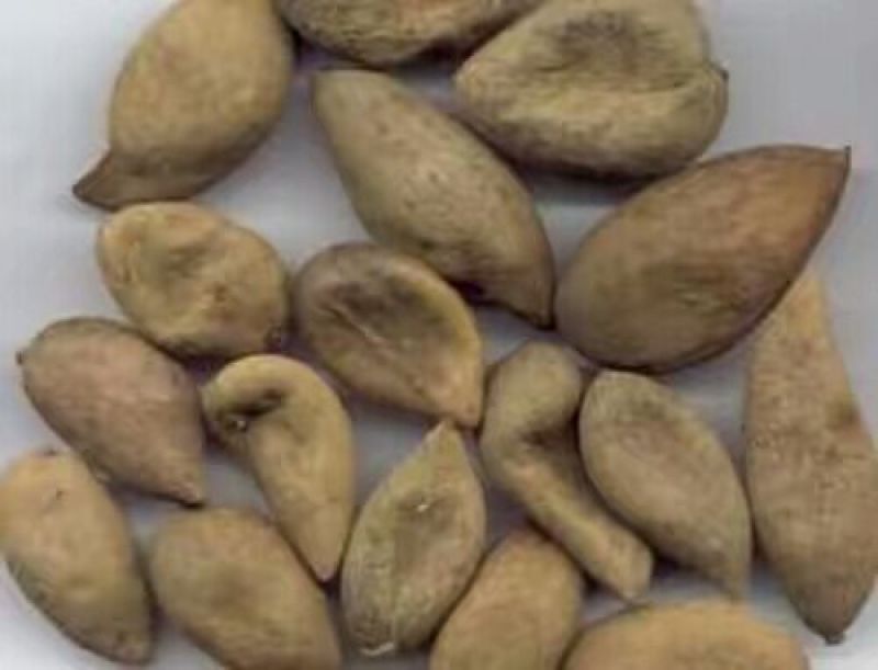 盐肤木，又叫五倍子树苗，纯野生苗，耐存活，耐运输，电联