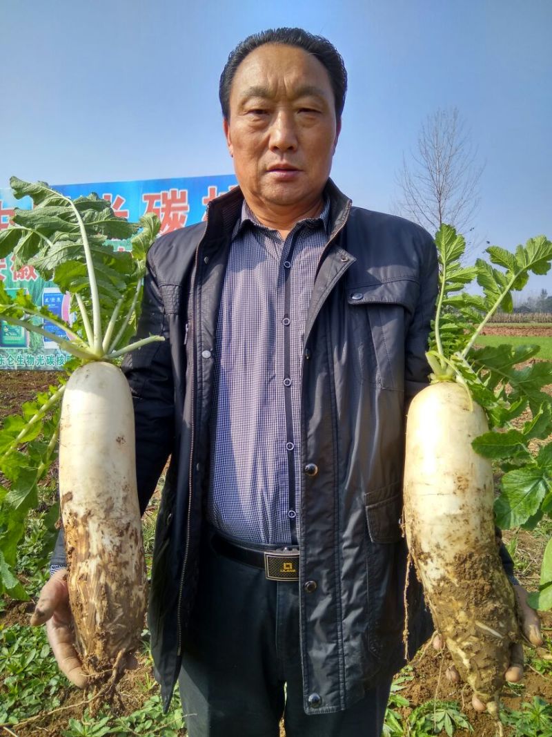 白玉春白萝卜2~2.5斤起