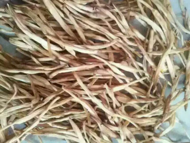 黄花菜金针菜产地直供万亩菜地大量有货，干湿同收散装一级