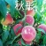 桃树苗80cm以上