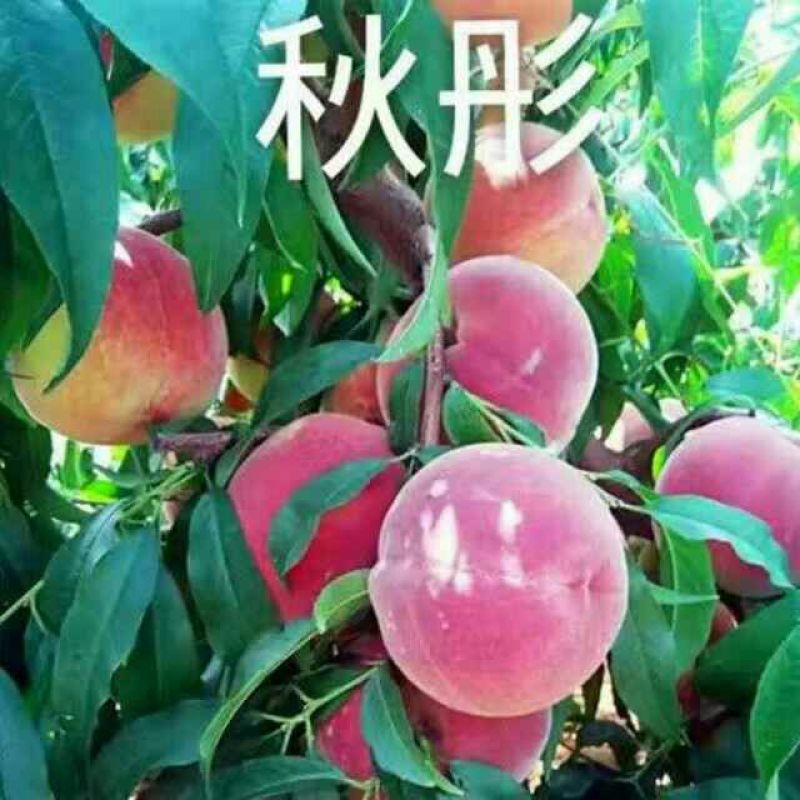 桃树苗80cm以上