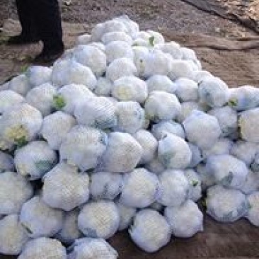 雪玉菜花