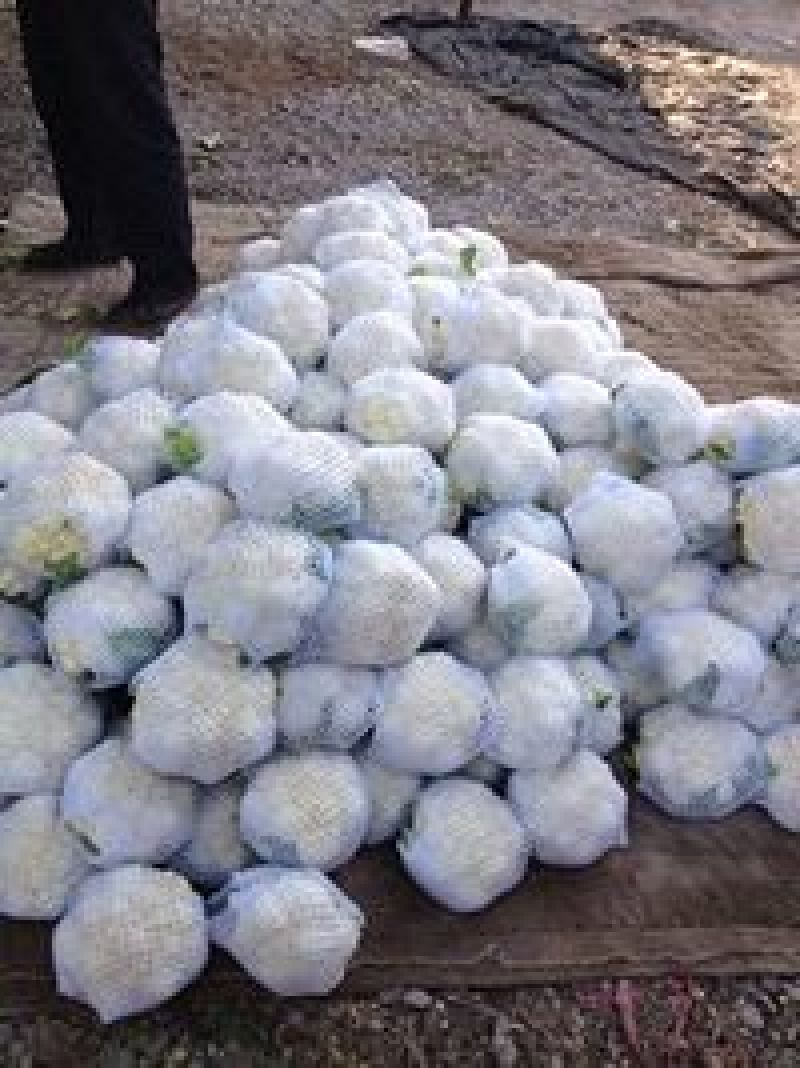 雪玉菜花