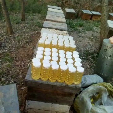 荆条蜜枣花蜜基地直发保质保量全国发货售后无忧
