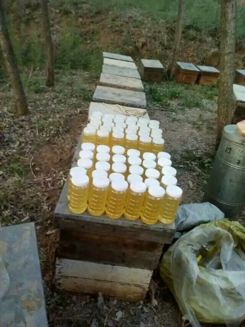 荆条蜜枣花蜜基地直发保质保量全国发货售后无忧