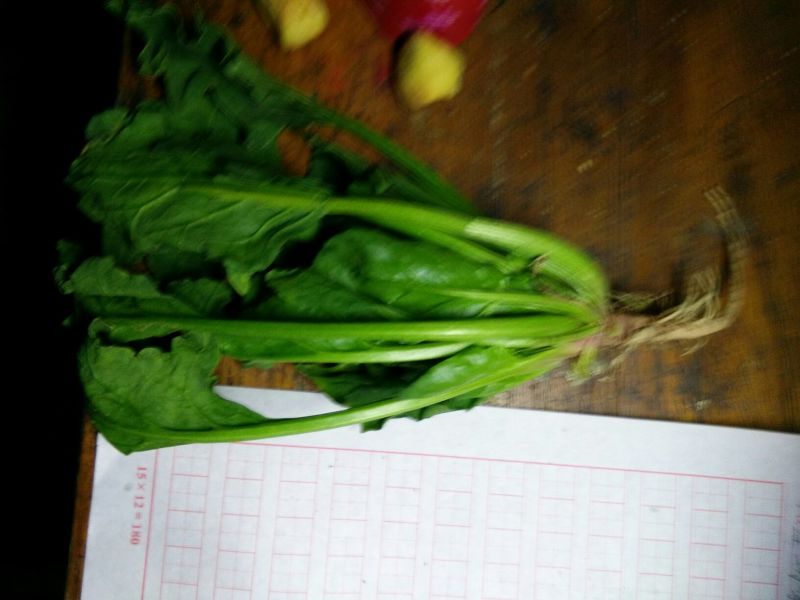 越冬菠菜20~25厘米
