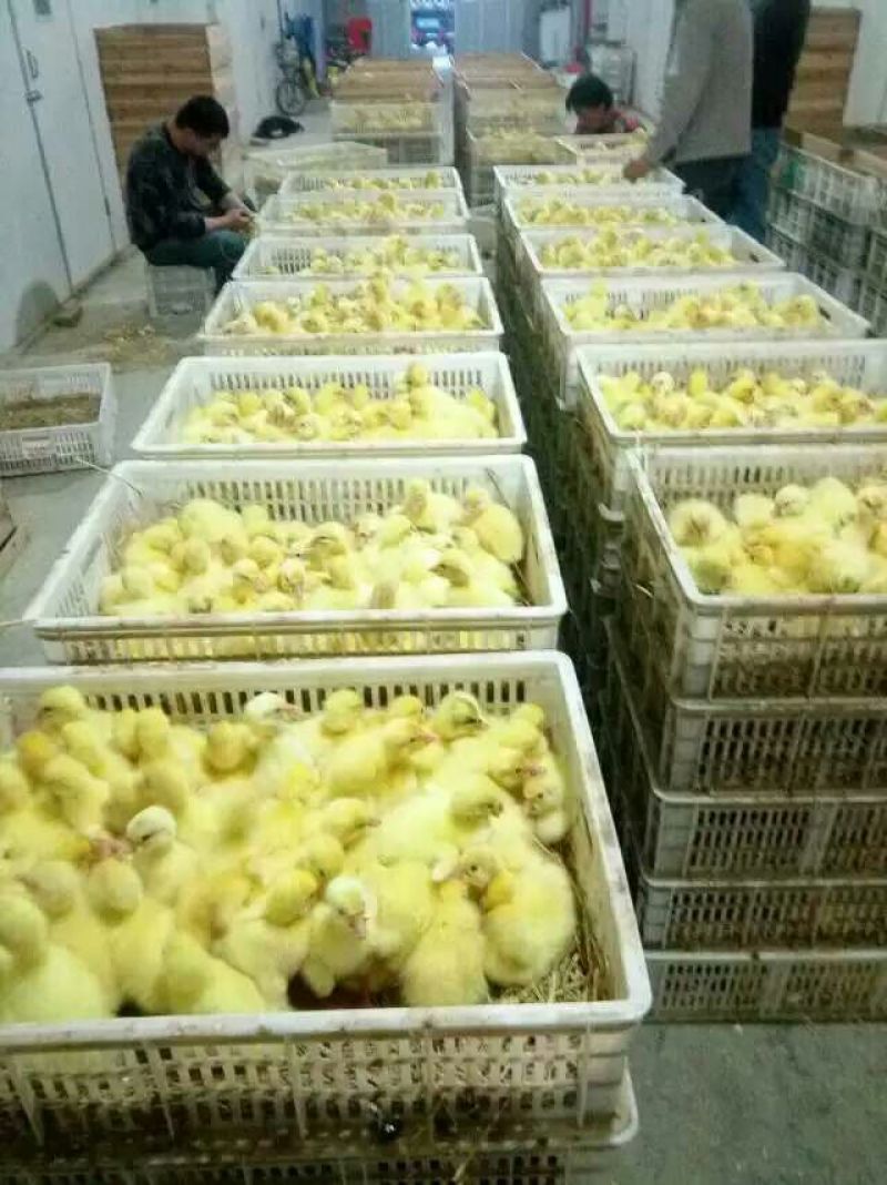 鹅苗250g以下