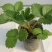 红颜草莓苗10cm以下脱毒草莓苗批发四季蒙纳瑞草莓