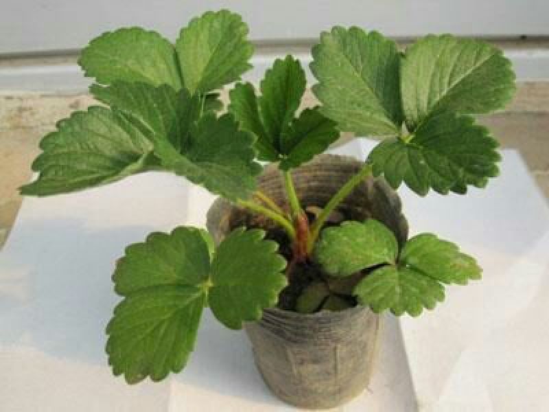 红颜草莓苗10cm以下脱毒草莓苗批发四季蒙纳瑞草莓