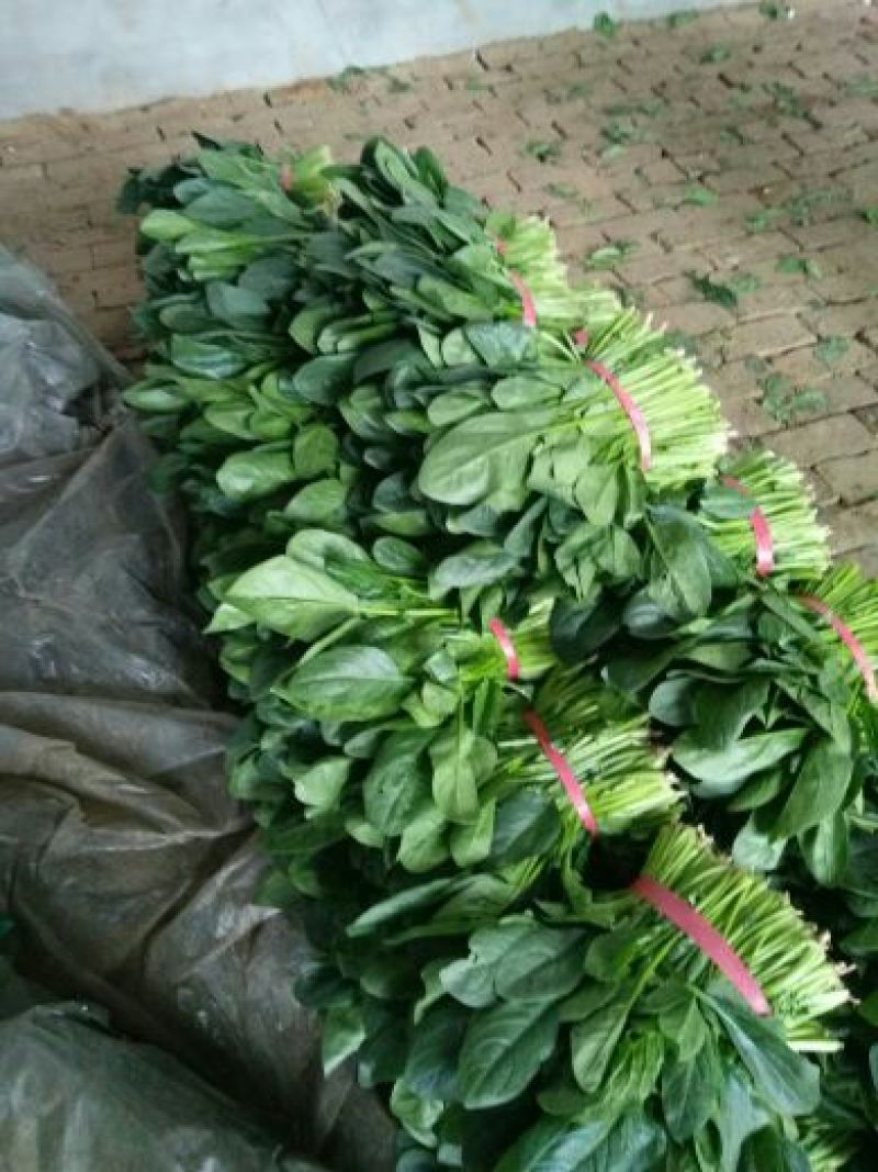 大叶菠菜30~35厘米