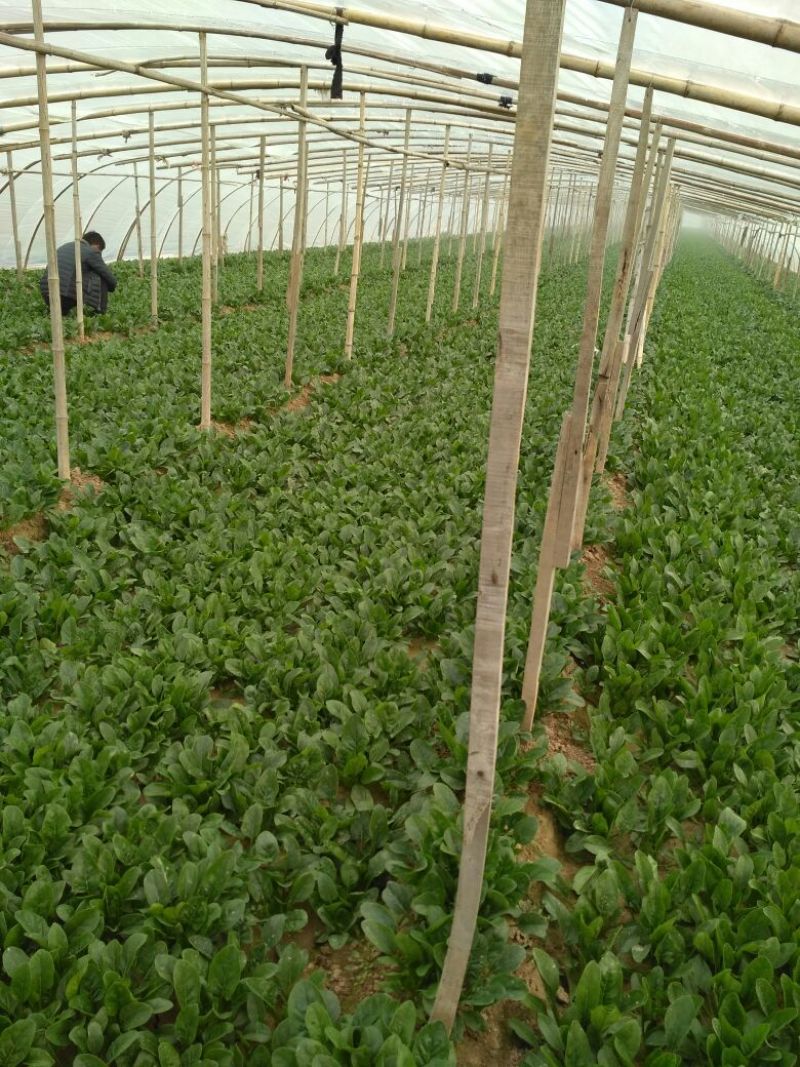菠菜15~20厘米
