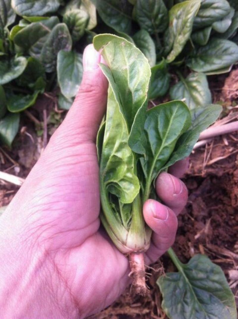 帝沃2号菠菜10~15厘米