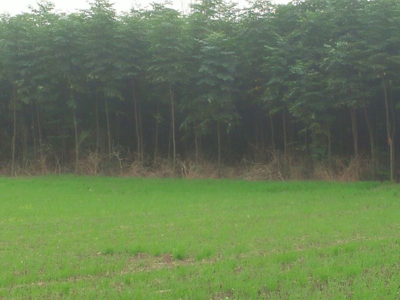 栾树2~4cm4~6cm3.5~4米