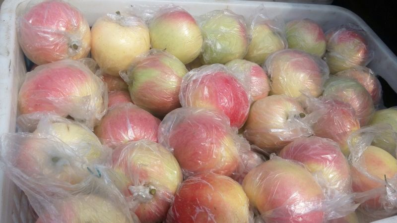 美八，红露，【红富士】等早熟苹果大量上市中全国发货