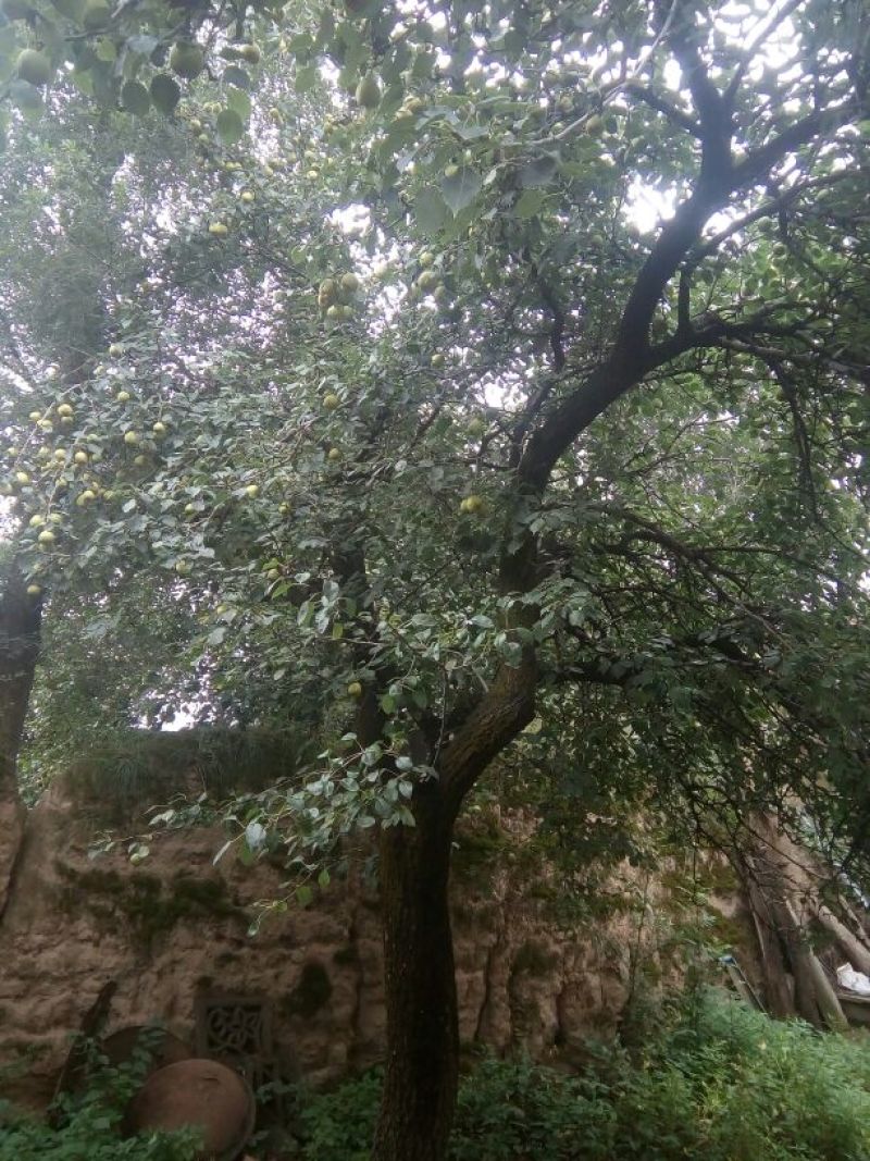 啤特果100~150g纸箱