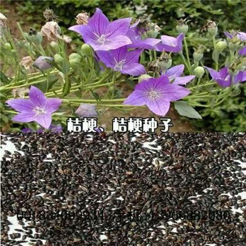 桔梗，桔梗种子，农户自产新种子