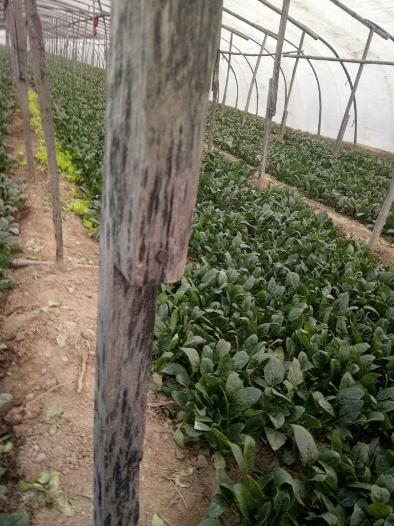 菠菜10~15厘米