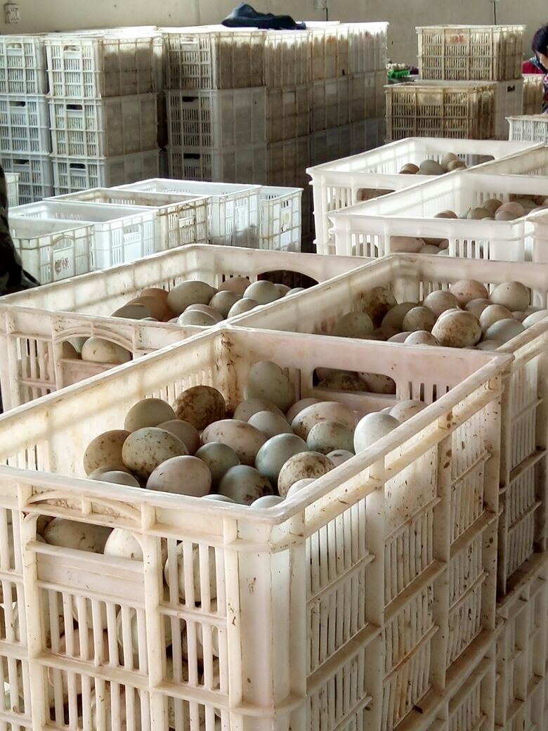 鸭蛋湖北荆州公安县_批发_供应-一亩田农业网