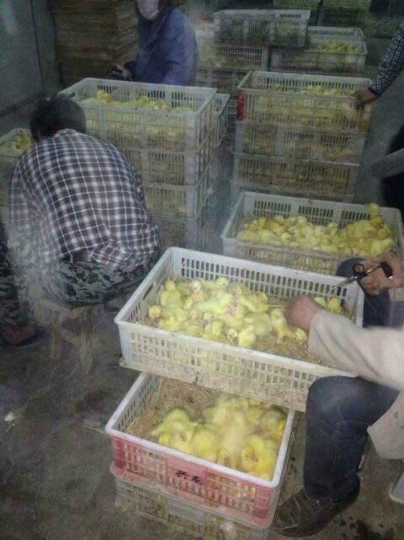 鹅苗250g以下
