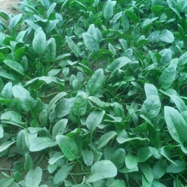 黑叶菠菜20~25厘米