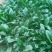 黑叶菠菜20~25厘米