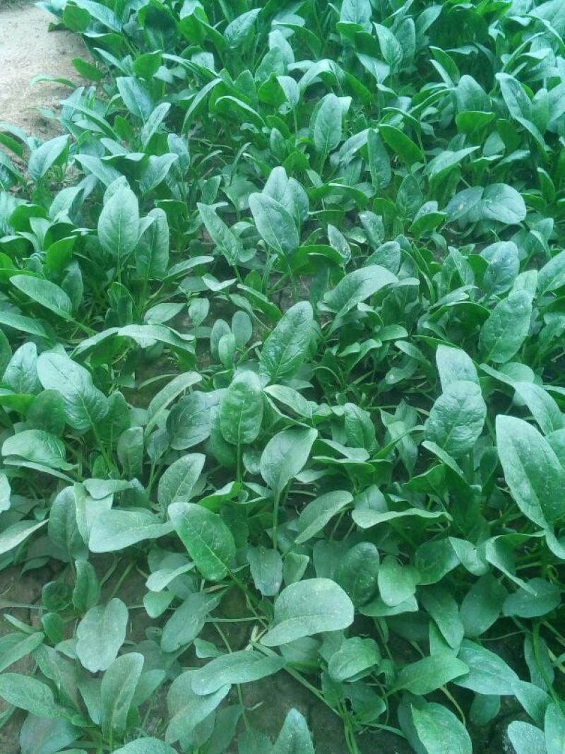 黑叶菠菜20~25厘米