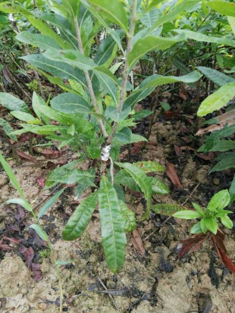 东魁杨梅苗30~50cm