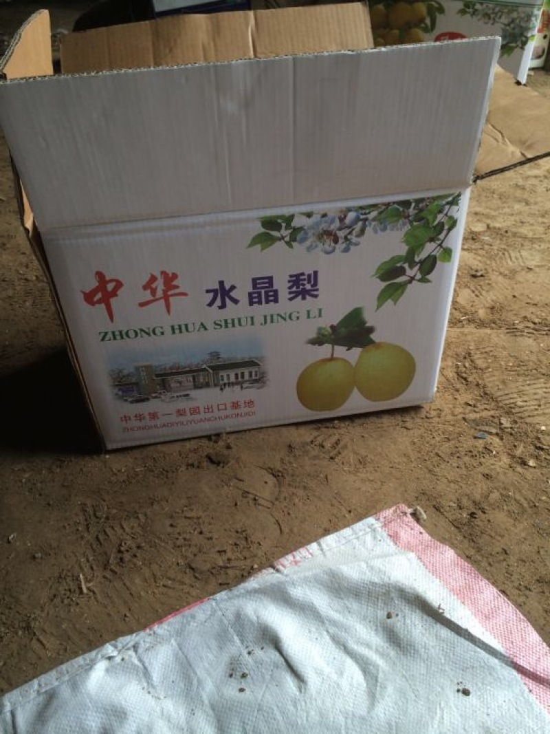 晚秋黄梨