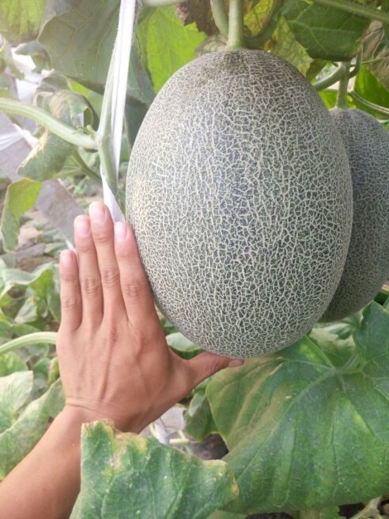 西州蜜瓜5斤以上长圆形