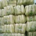北京三号大白菜大量供应，价格低质量好