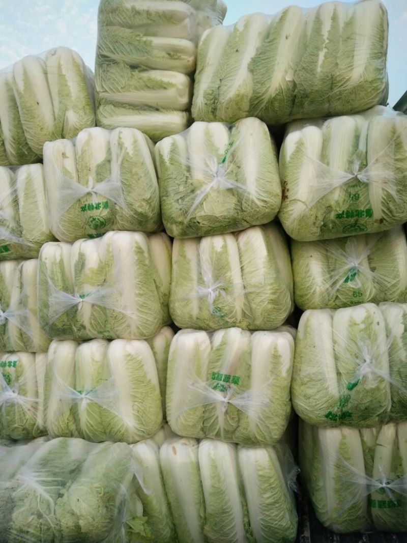北京三号大白菜大量供应，价格低质量好
