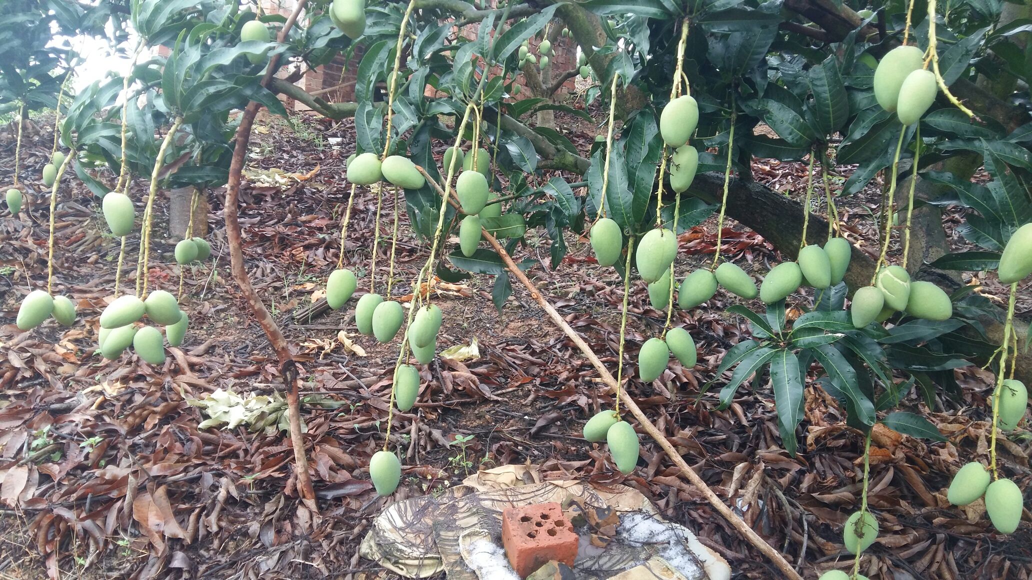 广西百色市田阳县芒果 2两以上批发_董振供应