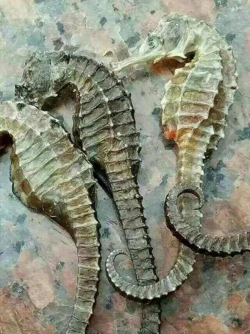 鱿鱼干散装