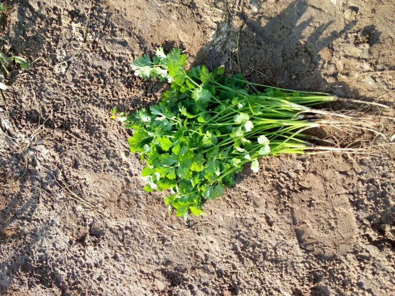 菠菜30~35厘米