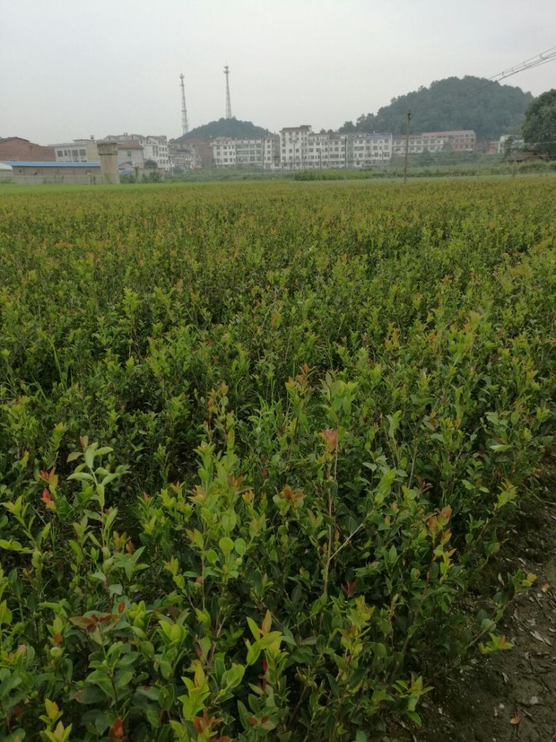 湘林系高产嫁接油茶苗，大量现货供应欢迎订购！