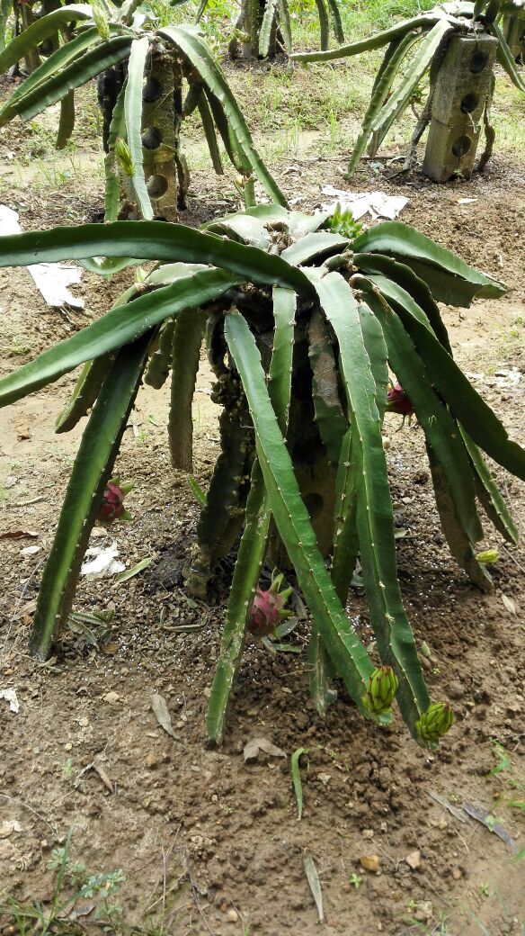 广西玉林市陆川县红玉火龙果 中(5-7两)批发_1