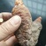 锁阳统货新鲜锁阳锁阳城锁阳瓜州锁阳