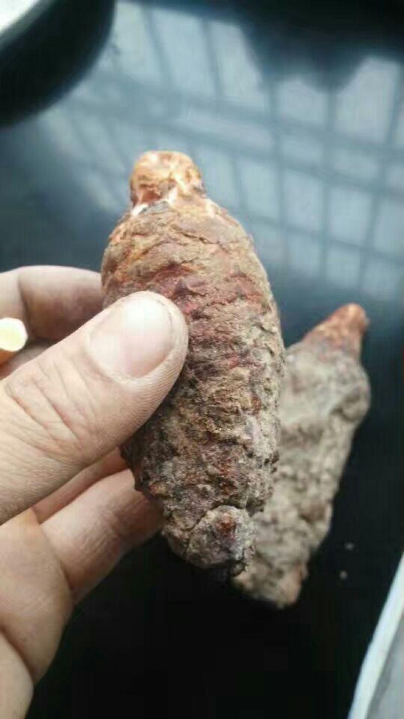锁阳统货新鲜锁阳锁阳城锁阳瓜州锁阳