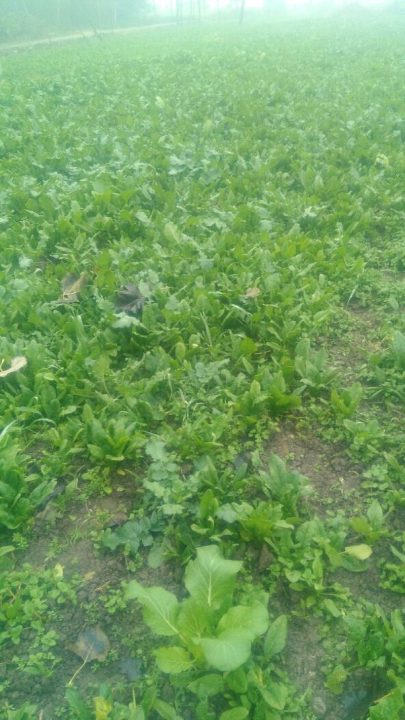 小叶菠菜10~15厘米