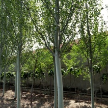 杨树种条批发_杨树种条采购_杨树种条供应_一