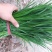 平韭6号韭菜头茬