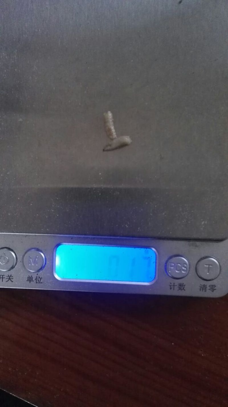 蝇蛆活蛆