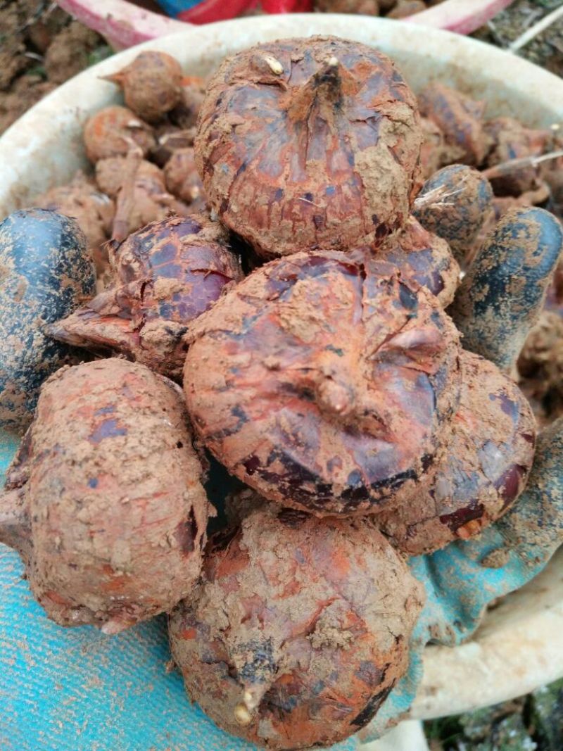正宗荔浦荸荠产地荔浦市现挖发货口感清甜可口